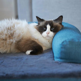 Kazoo Teal Boudoir Pet Bed