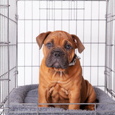 Kazoo Hammertone Grey Steel Mobile Pet Crate