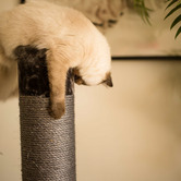 Kazoo Cat Scratching Post with Toy