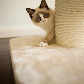 Kazoo 100cm Cat Scratching Post with Bed
