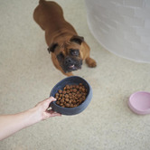 Kazoo Marble-Look Pet Bowl