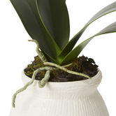 Prairie &amp; Home 45cm Potted Faux Phalaenopsis Grand Orchid