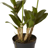 Prairie &amp; Home 89cm White Potted Faux Orchid Dendrobium Flower
