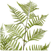 Prairie &amp; Home 157cm Potted Faux Woodland Fern Plant