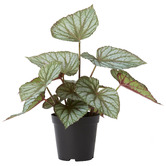 Prairie &amp; Home 47cm Potted Faux Begonia Rex Plant