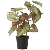 Prairie &amp; Home 59cm Potted Faux Begonia Plant