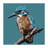 The Native Collection Blue Kingfisher I Canvas Wall Art