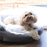Lulu and Boo Siena Shell Pet Bed