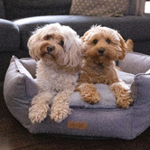 Lulu and Boo Hexagon Pet Bed