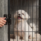 Viviendo 2-in-1 Pet Crate Bedside Table