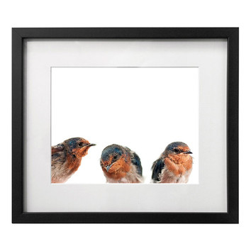 Angela Robertson Welcome Swallows Framed Print | Temple & Webster