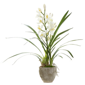 BayviewLiving 80cm Cymbidium Orchid In Pot | Temple & Webster