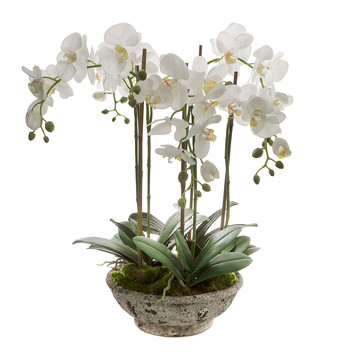 Florabelle Orchid In Pot & Reviews | Temple & Webster