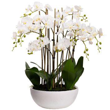 pollen&fauna 75cm Large Faux Phal Orchid with Ceramic Pot | Temple ...