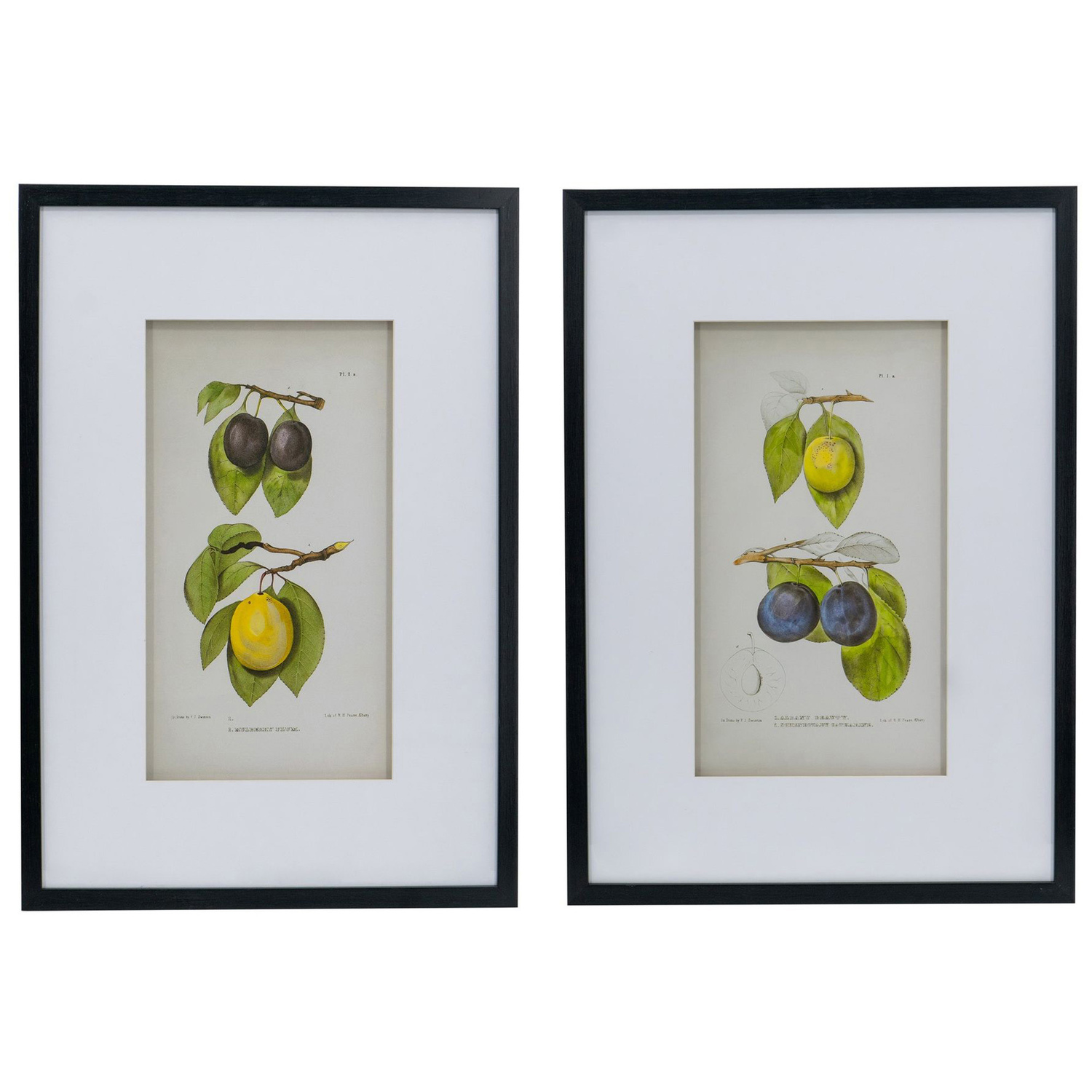 2 Piece Botanical Framed Paper Print Wall Art Set