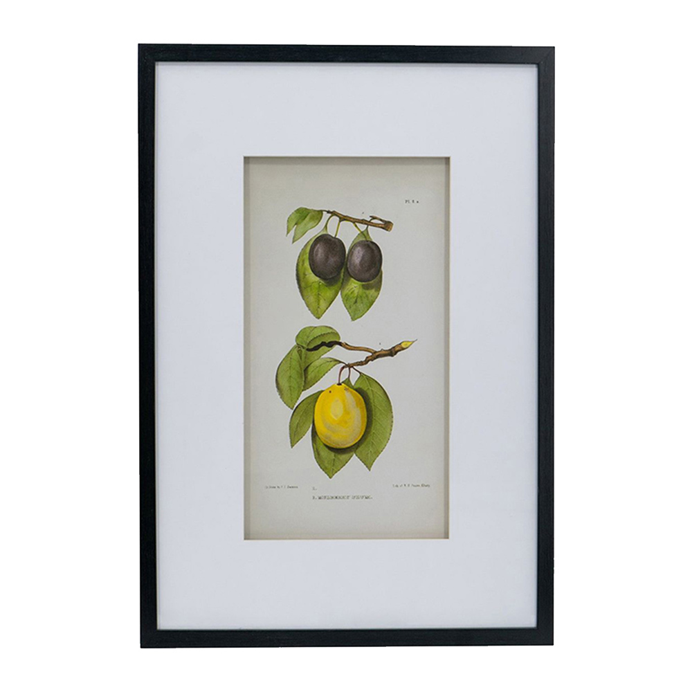 2 Piece Botanical Framed Paper Print Wall Art Set