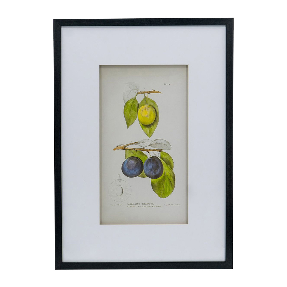 2 Piece Botanical Framed Paper Print Wall Art Set
