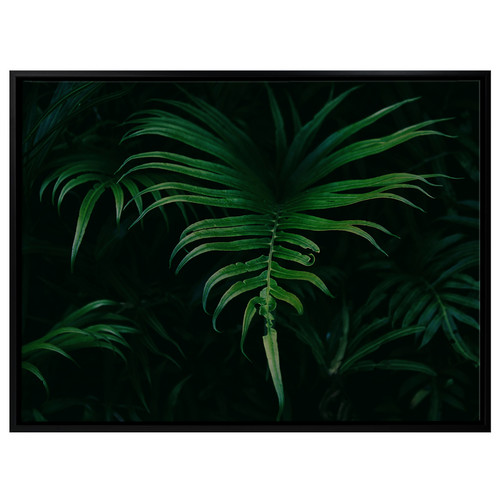 Hiding-in-the-Shadows-Plant-Canvas-Wall-Art-UR_17_03_035
