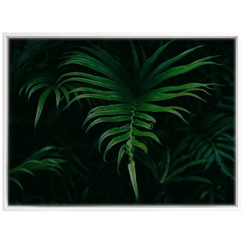 Hiding-in-the-Shadows-Plant-Canvas-Wall-Art-UR_17_03_035