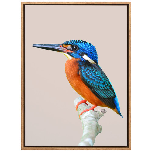 Prettier-Than-You-Bird-Canvas-Wall-Art-UR_17_03_045