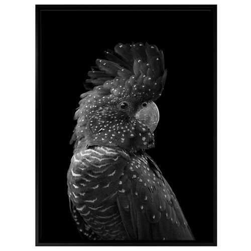 The-Masked-Ball-Black-Cockatoo-Canvas-Wall-Art-UR_17_03_061