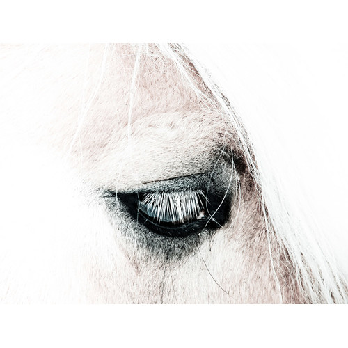 In-the-Blink-of-a-Horse-Eye-Canvas-Wall-Art-UR_17_03_004