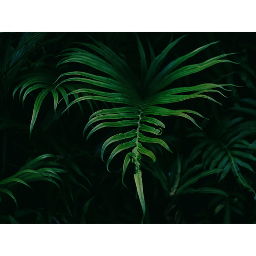 Hiding-in-the-Shadows-Plant-Canvas-Wall-Art-UR_17_03_035