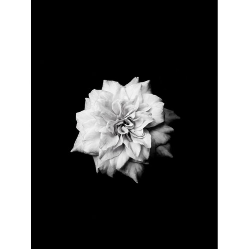 Flower Burst Canvas Wall Art Temple & ster