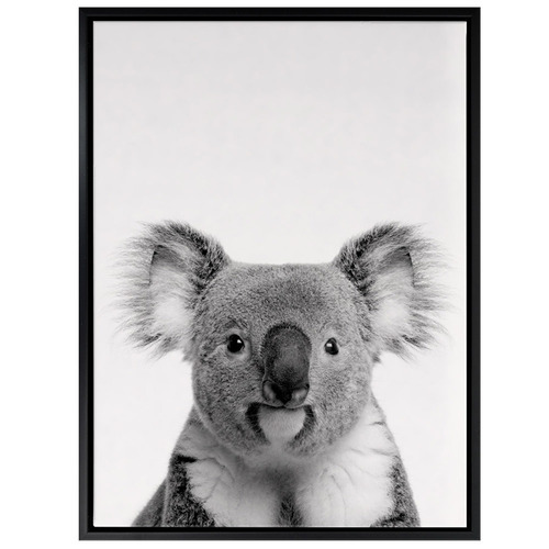 Oh-Hi-Koala-Photographic-Art-Print-17_06_017
