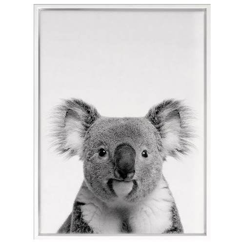 Oh-Hi-Koala-Photographic-Art-Print-17_06_017