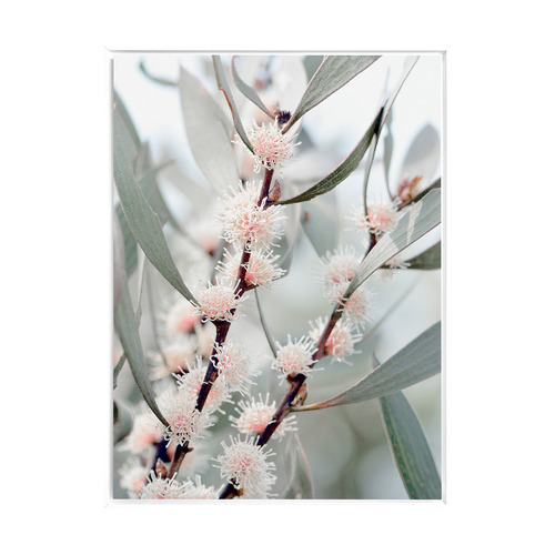 Hakea Flowers Framed Canvas Wall Art