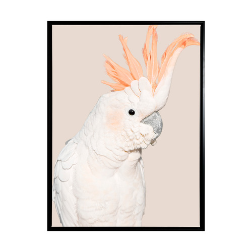 Cockatoo Tango Framed Canvas Wall Art Temple & Webster