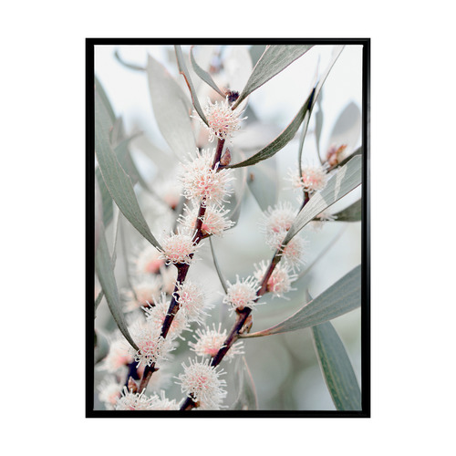 Hakea Flowers Framed Canvas Wall Art