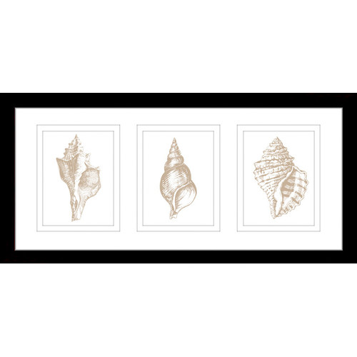 LasPalmaHome Stunning Shells Series Framed Trio Print | Temple & Webster