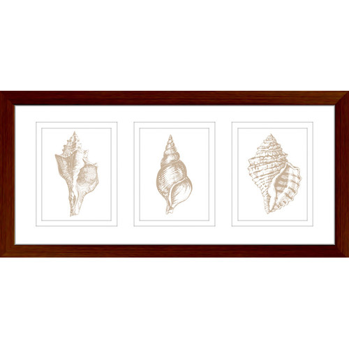 Laspalmahome Stunning Shells Series Framed Trio Print 