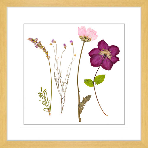 Spring WIldflowers III Framed Print