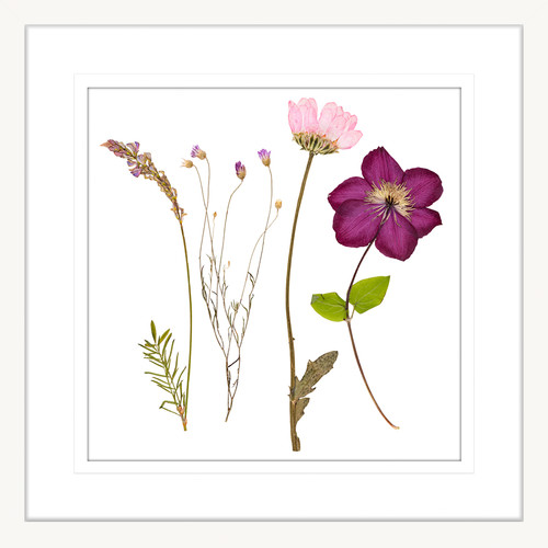 Spring WIldflowers III Framed Print