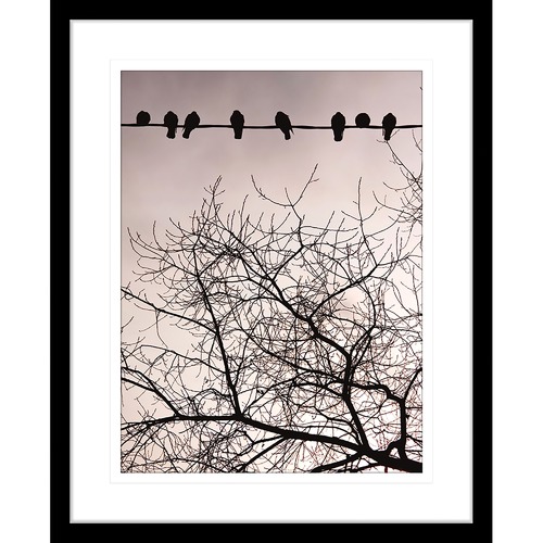 Swallows Song II Framed Print