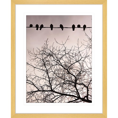 Swallows Song II Framed Print