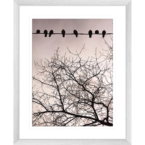 Swallows Song II Framed Print