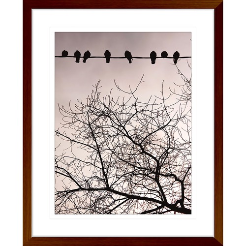 Swallows Song II Framed Print
