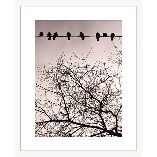 Swallows Song II Framed Print