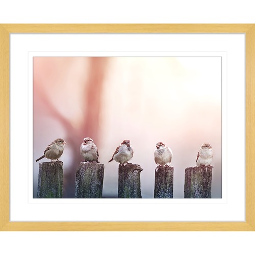 Swallows Song III Framed Print