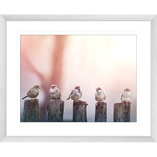 Swallows Song III Framed Print