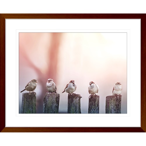 Swallows Song III Framed Print