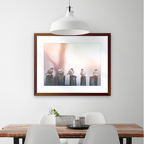 Swallows Song III Framed Print