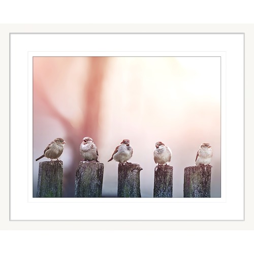 Swallows Song III Framed Print