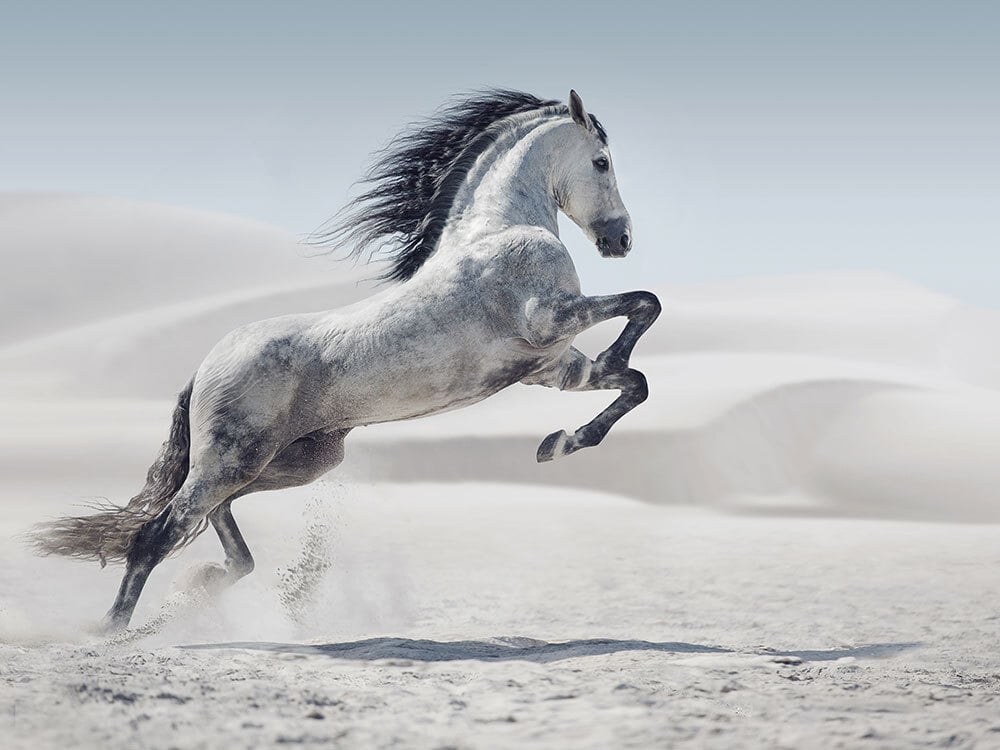 Running Leap Canvas Print