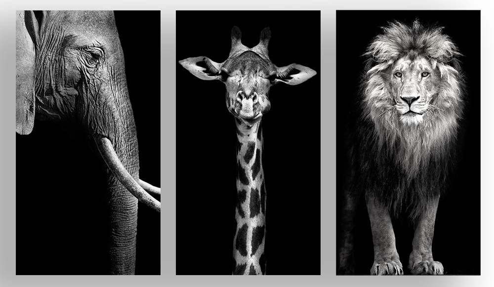 The Finest Photographic Art Print Triptych