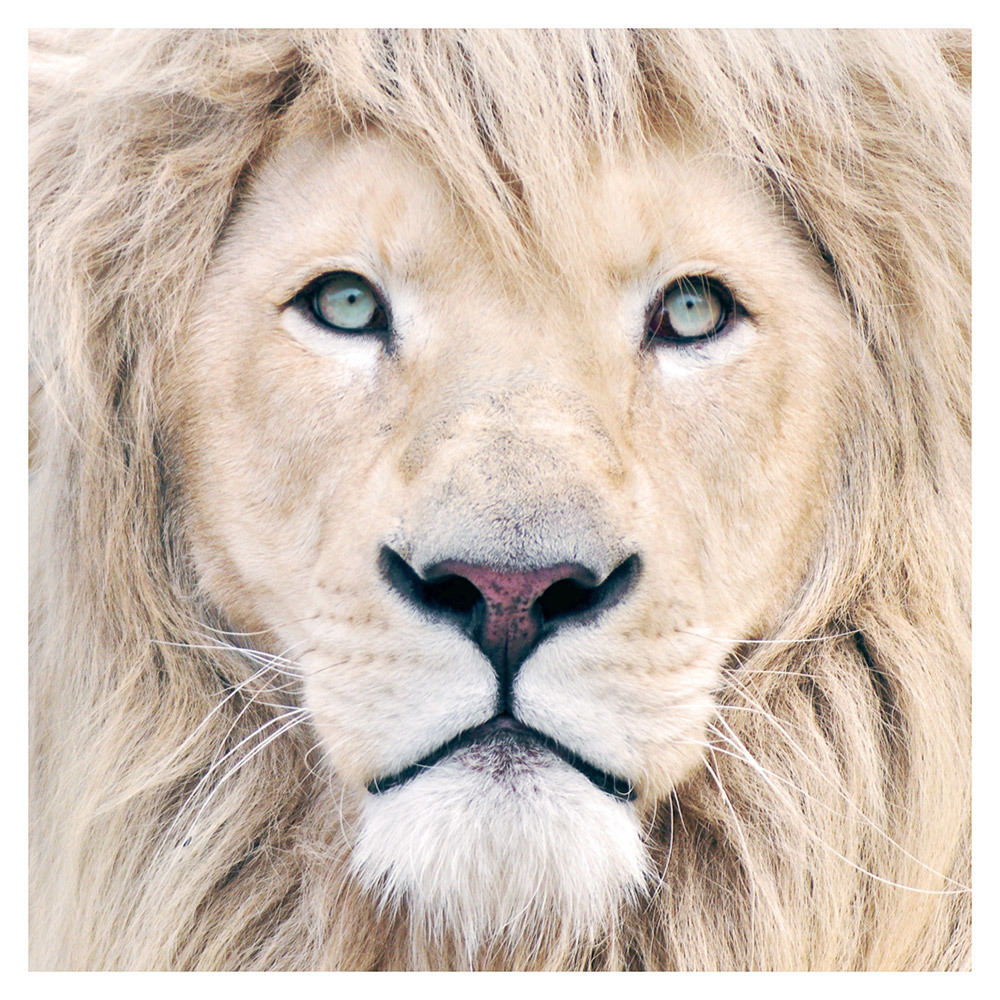 King Photographic Printed Wall Art